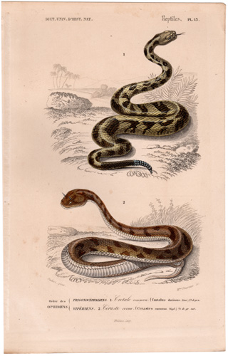 Rattlesnake, Horned Viper